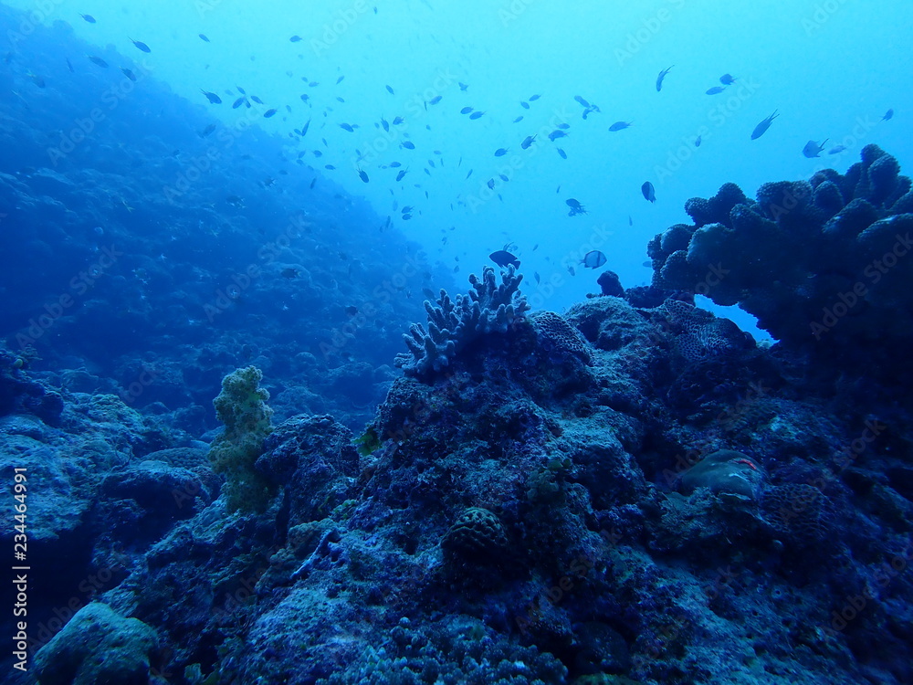 Fototapeta premium 海中写真