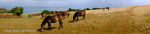 Free living ponies in Exmoor National Park