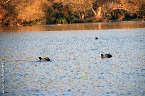 Deux oiseaux aquatiques © YuricBel