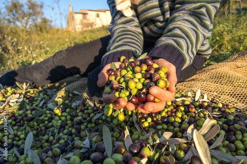 Harvested Olives iin Hand Close Up