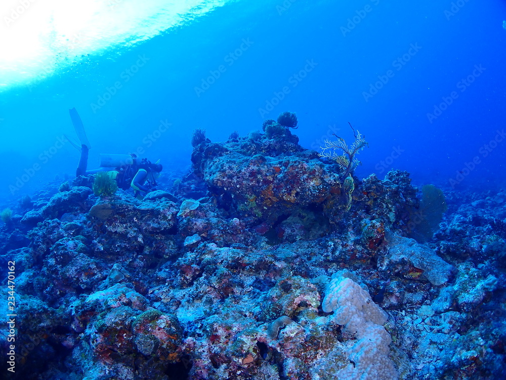 Obraz premium 海中写真