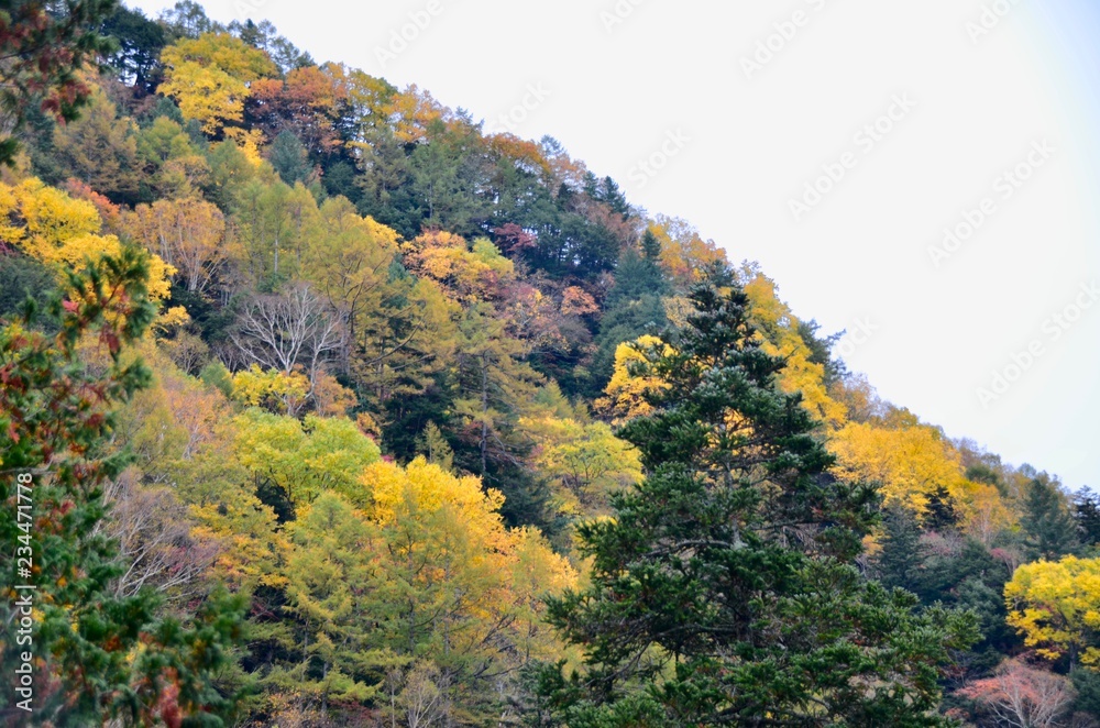 Natural landscape view mountain in autumn season with tree in autumn color