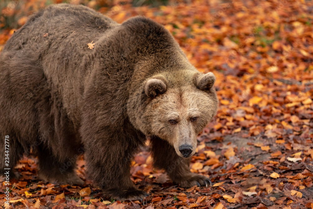 Fototapeta premium Brown Bear closeup
