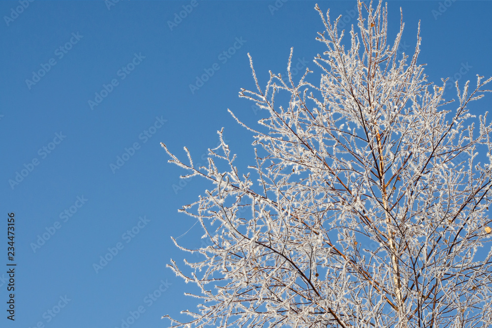 Tree in white hoarfrost on blue sky background. Snow-covered branches Tree in white hoarfrost on blue sky background. Snow-covered branches