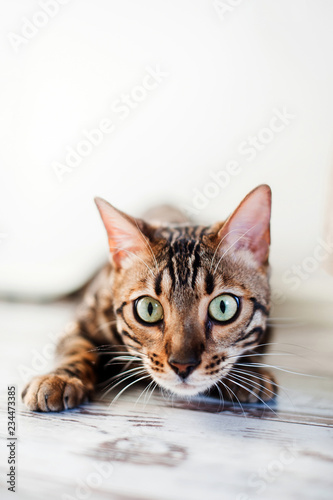 Fototapeta Naklejka Na Ścianę i Meble -  Bengal cat breed to hunt indoor