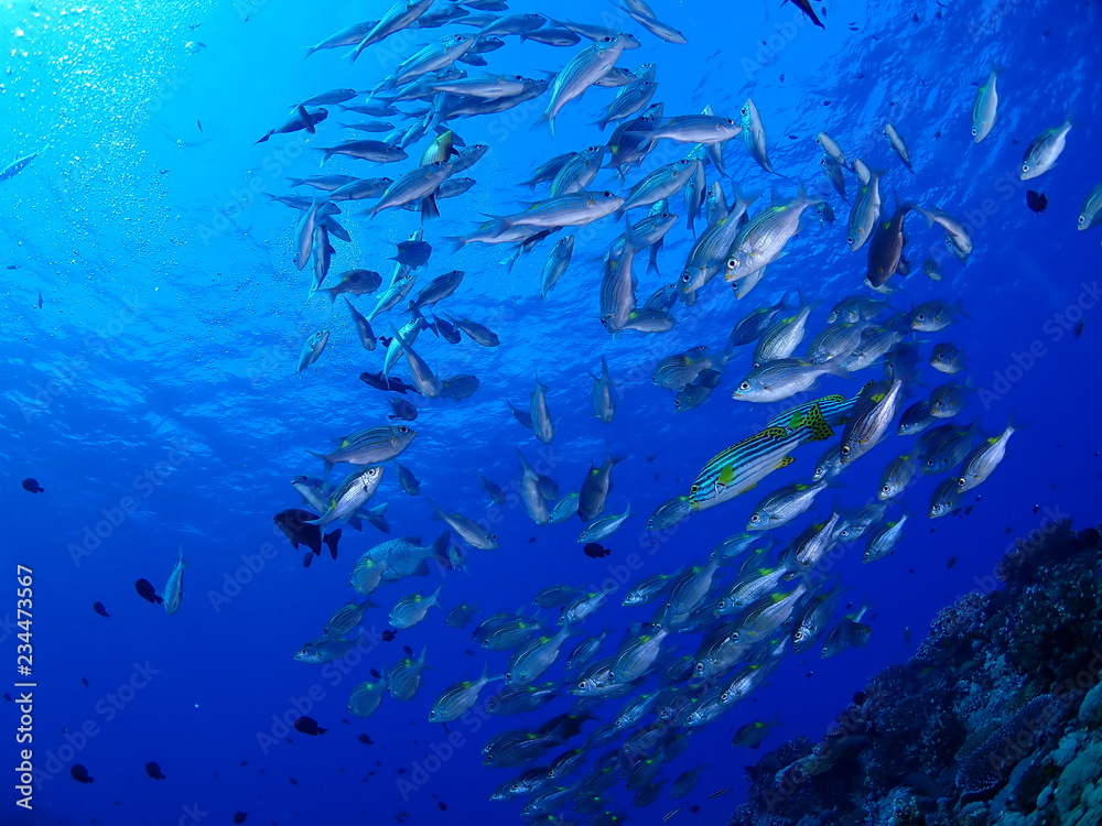 Fototapeta premium 魚群