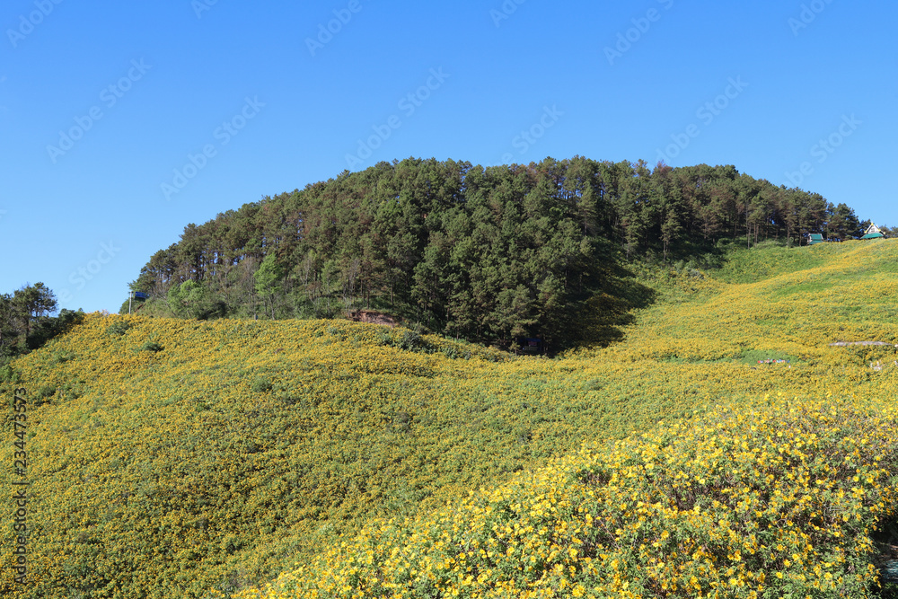 Panoramic scenery of Mexican sunflowers field on the hill with pine forest and clear blue sky background in sunny day. 