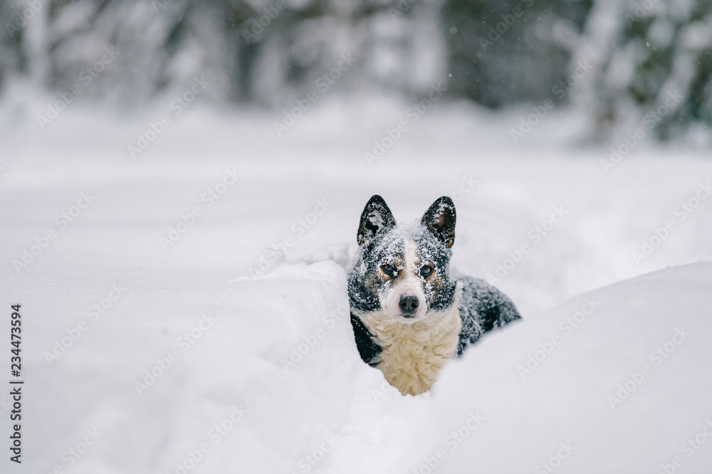 Unusual dog winter portrait. Strange funny puppy standing on snowy road in forest and looking around. Active playful pet stocked in snowdrift in wood. Hungry wild animal with muzzle covered in snow. Unusual dog winter portrait. Strange funny puppy standing on snowy road in forest and looking around. Active playful pet stocked in snowdrift in wood. Hungry wild animal with muzzle covered in snow.