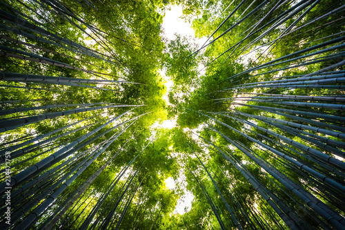 Beautiful landscape of bamboo grove in the forest at Arashiyama kyoto photo