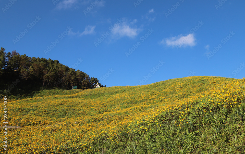Panoramic scenery of Mexican sunflowers field on the hill with blue sky background in sunny day. 