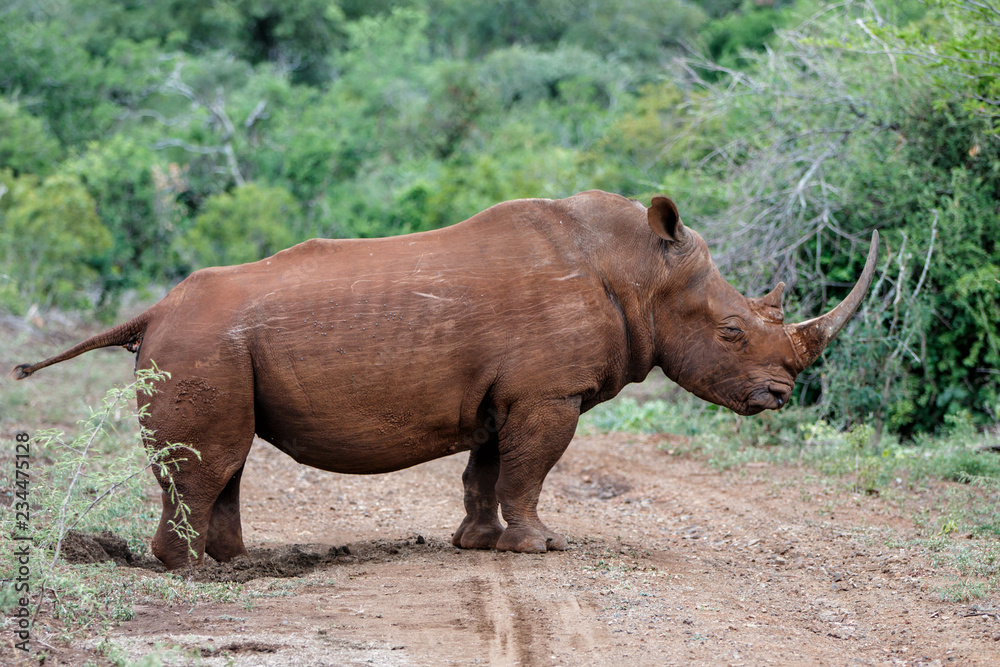 Naklejka premium White rhinoceros in Zimanga Game Reserve in South Africa