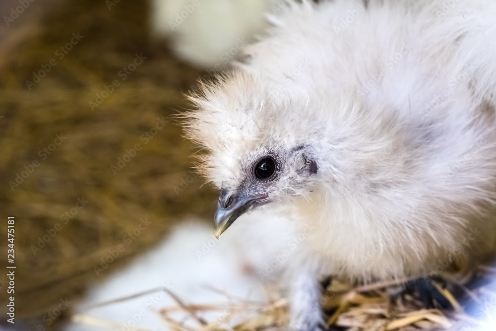 silkie hen in farm