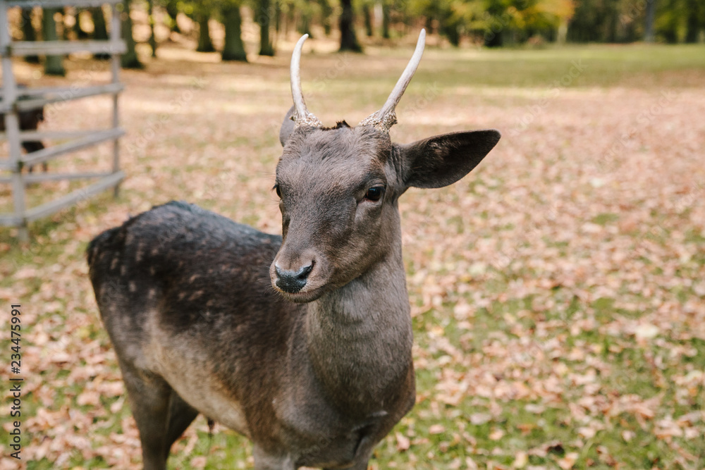 A young deer in the beautiful moody autumn park of Blatna castle. Czech Republic A young deer in the beautiful moody autumn park of Blatna castle. Czech Republic