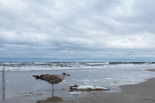 Fototapeta Naklejka Na Ścianę i Meble -  Seagull eating fish on the Baltic Sea beach