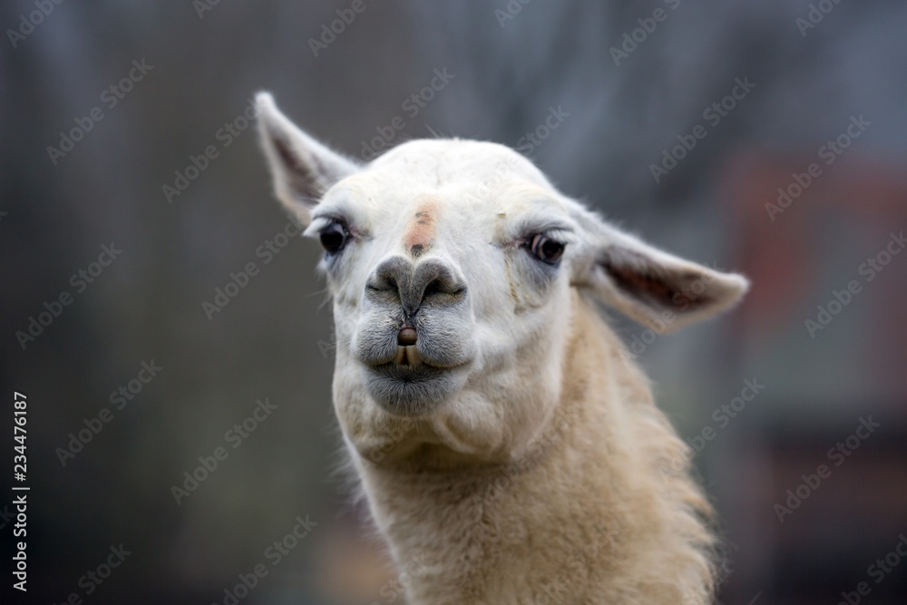 portrait of a lama