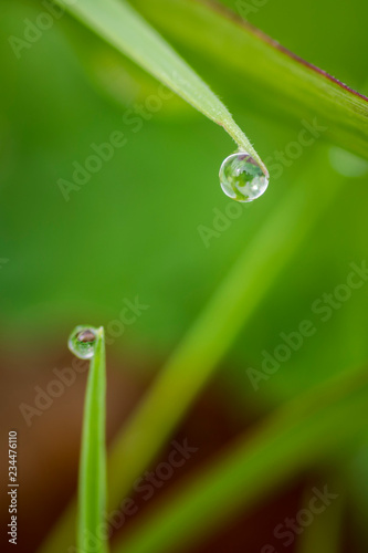 Close up macro shot of a dew on the tip of grass leaf about to drop on the ground. 