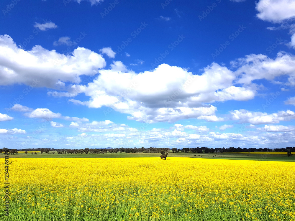 Canola Fields Canola Fields