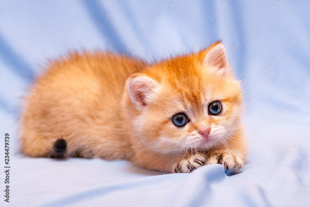 Cute orange kitten lying on a blue background pulling out her claws and looks at the camera with a charming look