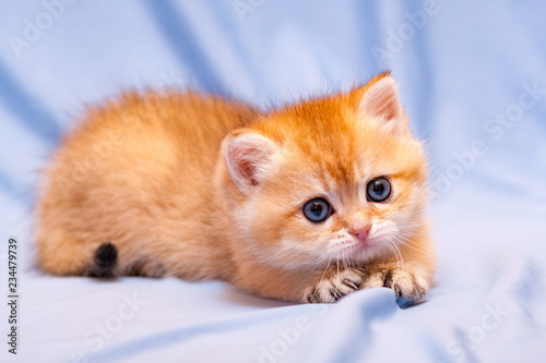 Cute orange kitten lying on a blue background pulling out her claws and looks at the camera with a charming look © SunRayBRICatteryRU
