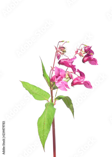 Drüsiges Springkraut (Impatiens glandulifera) photo