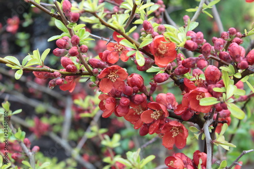 red berries of viburnum on a branch