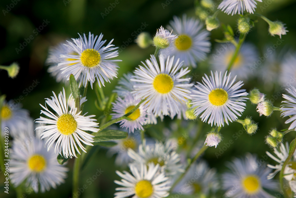 Fototapeta premium Cespica (Erigeron annuus)