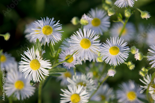 Cespica  Erigeron annuus 