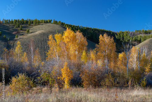 Autumn landscape with trees and mountains at sunset. birch grove. Autumn, fall landscape. Gold trees with colorful leaves