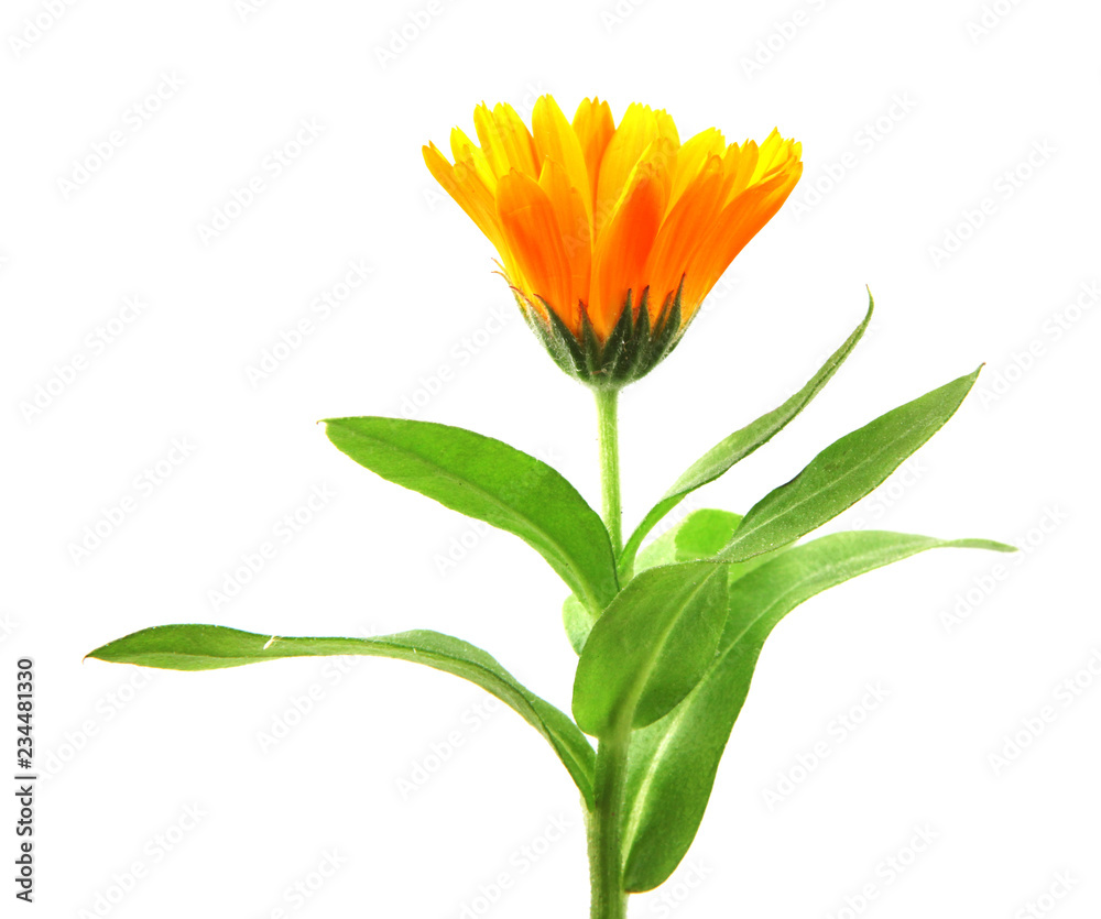 Marigold - Calendula Officinalis Isolated On White Marigold - Calendula Officinalis Isolated On White