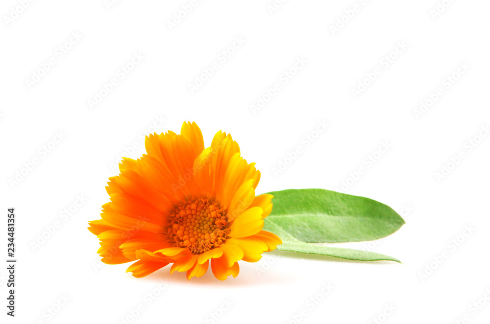 Marigold - Calendula Officinalis Isolated On White Marigold - Calendula Officinalis Isolated On White