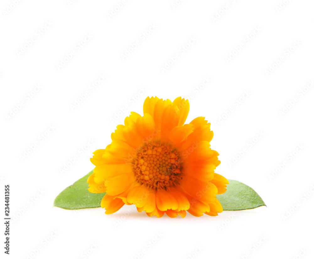 Marigold - Calendula Officinalis Isolated On White