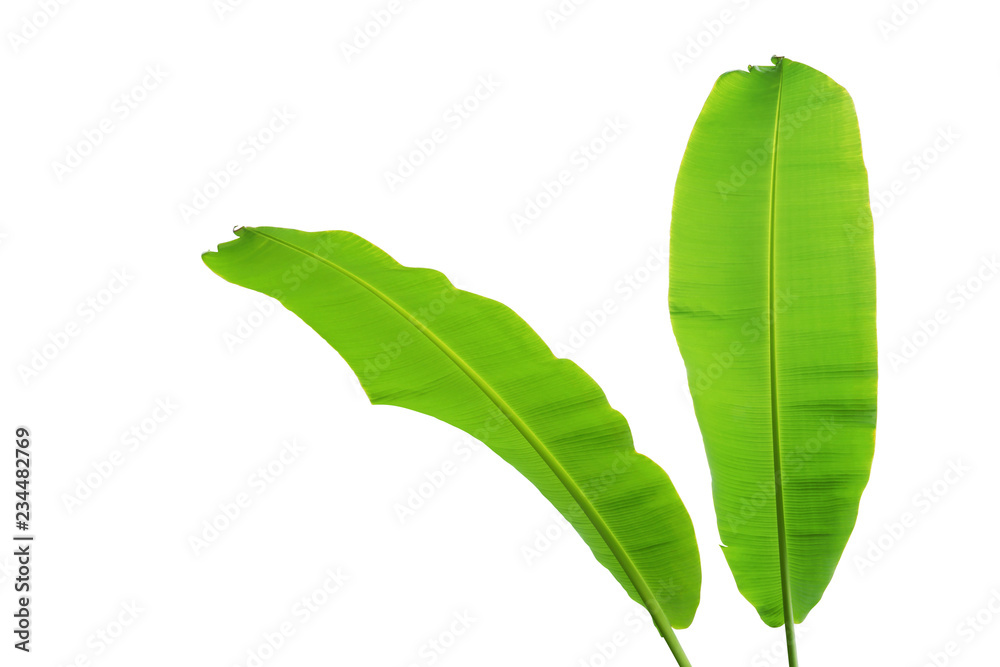 Banana Green Leaves Isolated on White Background Banana Green Leaves Isolated on White Background