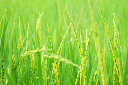 Valokuva ricefield , thailand