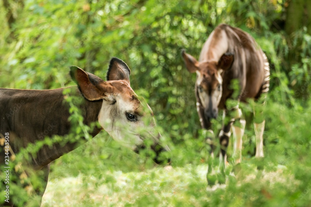 Okapi (Okapia johnstoni), forest giraffe or zebra giraffe, artiodactyl mammal native to jungle or tropical forest, Congo, Central Africa, beautiful animal with white stripes in green leaves, portrait Okapi (Okapia johnstoni), forest giraffe or zebra giraffe, artiodactyl mammal native to jungle or tropical forest, Congo, Central Africa, beautiful animal with white stripes in green leaves, portrait