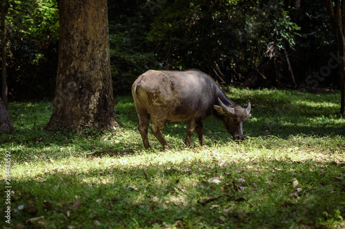 buffalo grazing in a green meadow at angkor wat