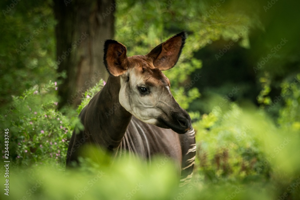 Okapi (Okapia johnstoni), forest giraffe or zebra giraffe, artiodactyl ...