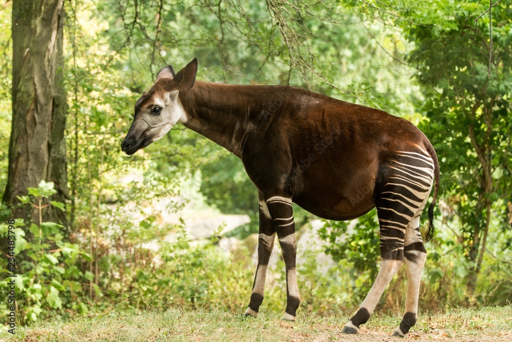 Okapi Okapia Johnstoni Forest Giraffe Artiodactyl Mammal Native To Okapi Okapia Johnstoni Forest Giraffe Artiodactyl Mammal Native To