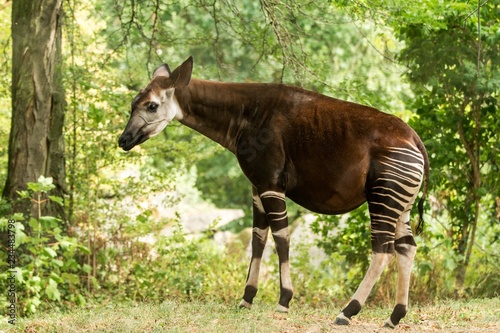 Okapi (Okapia johnstoni), forest giraffe, artiodactyl mammal native to jungle or tropical forest, Congo, Central Africa, beautiful animal with white stripes in green leaves, whole body photo