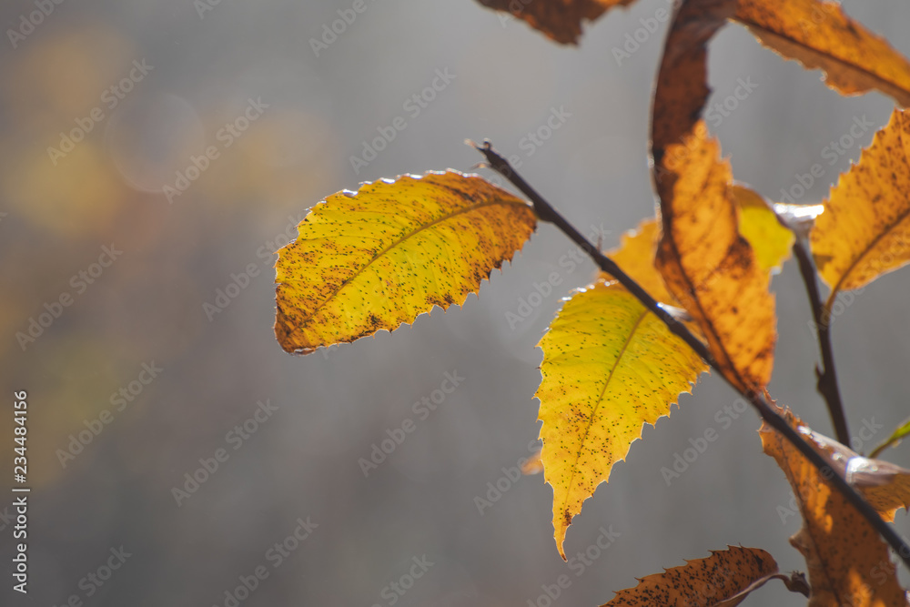 Branche du châtaignier à l'automne, forêt d'Alsace, France