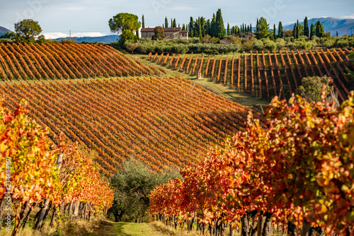 Sagrantino di Montefalco, colorful Vineyards in autumn, Umbria, Italy photo
