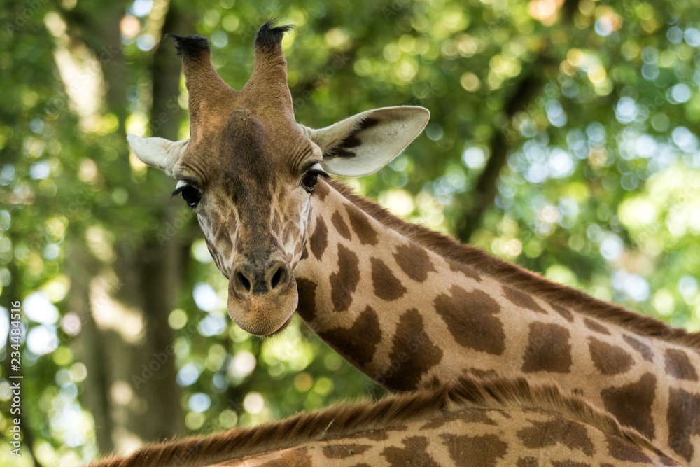 Obraz premium The giraffe (Giraffa camelopardalis), African even-toed ungulate mammal, the tallest of all extant land-living animal species, portrait of beautiful animal with green leaves in background