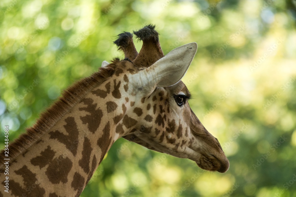 The giraffe (Giraffa camelopardalis), African even-toed ungulate mammal, the tallest of all extant land-living animal species, portrait of beautiful animal with green leaves in background The giraffe (Giraffa camelopardalis), African even-toed ungulate mammal, the tallest of all extant land-living animal species, portrait of beautiful animal with green leaves in background