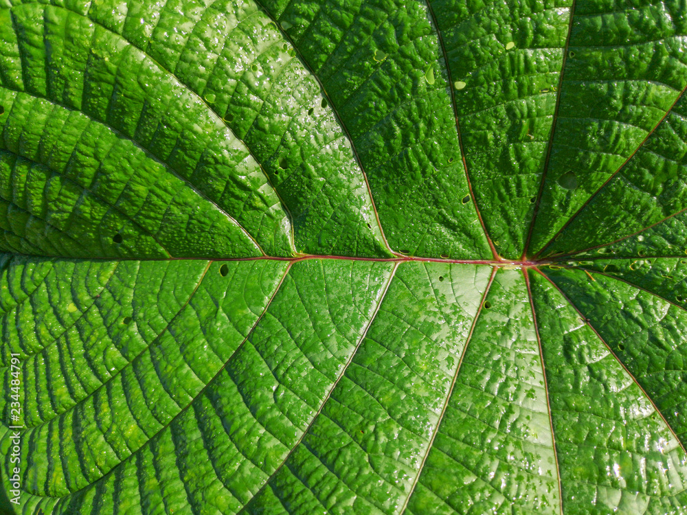 Pattern and texture of Mucuna Green tropical leaves and leguminous plant. Mucuna Bracteata. It is a nitrogen-regulating plant that is used in agroecosystems. Pattern and texture of Mucuna Green tropical leaves and leguminous plant. Mucuna Bracteata. It is a nitrogen-regulating plant that is used in agroecosystems.