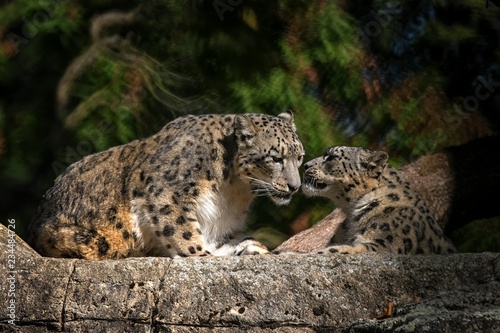 A Himalayan snow leopard (Panthera uncia) lounges on a rock, beautiful irbis in captivity at the zoo, National Heritage Animal of Afghanistan and Pakistan, elegant cat having rest on the stone © Ji