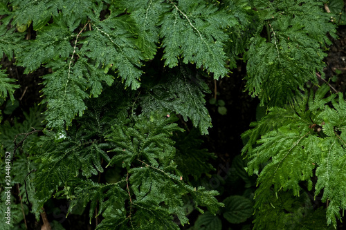 Selaginella leaf on the stone growing in the rain forest background