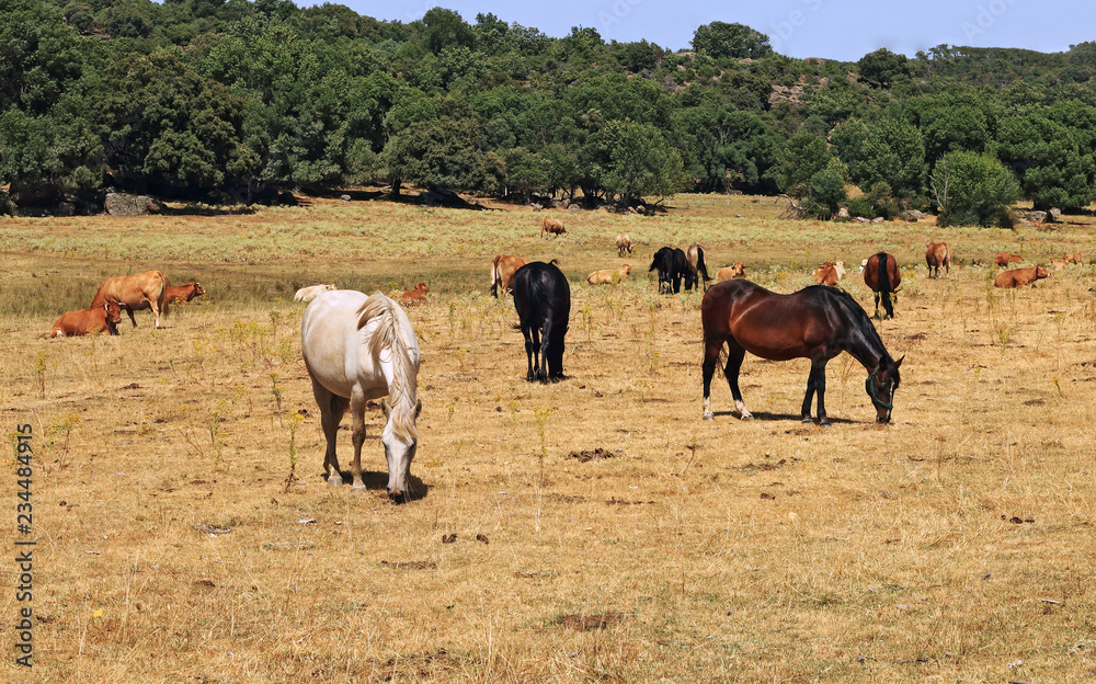 Obraz premium Horse in rural place