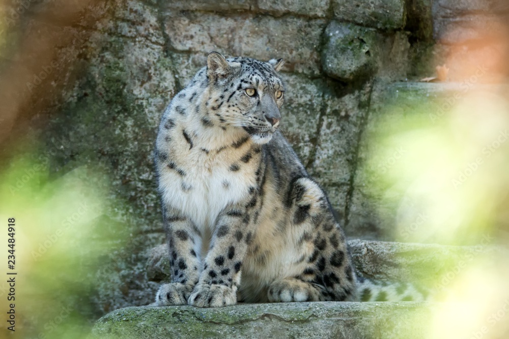 Fototapeta premium A Himalayan snow leopard (Panthera uncia) lounges on a rock, beautiful irbis in captivity at the zoo, National Heritage Animal of Afghanistan and Pakistan, elegant cat having rest on the stone