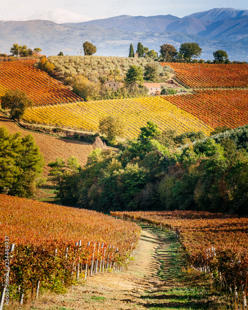 Sagrantino di Montefalco, colorful Vineyards in autumn, Umbria, Italy