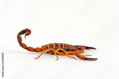 Roter Tansania Rindenskorpion (Babycurus jacksoni) - dangerous scorpion from Tanzania photo