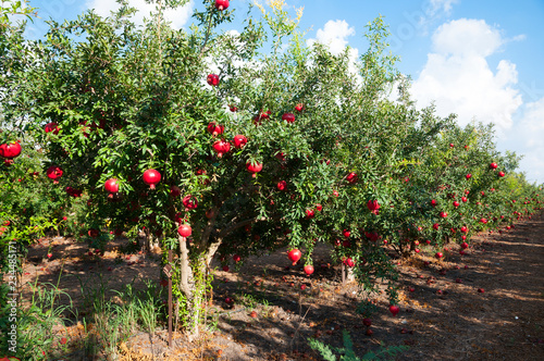 Red Pomegranate orchard